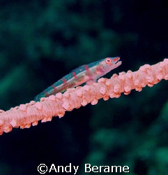 pigmy goby on a whip coral @ kontiki wall, maribago, lapu... by Andy Berame 